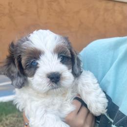 Biscuit - Blenheim male Cavapoo puppy in Gilbert, Arizona from Desert Willow Cavapoos