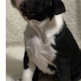 Boston Terriers from Daddy Daughter’s Boston Terrier’s