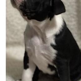 Boston Terriers from Daddy Daughter’s Boston Terrier’s