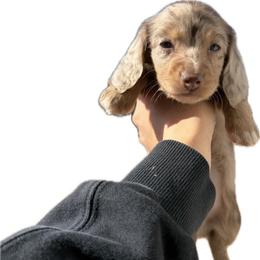 Chocolate and Cream Longhair Male - Dapple male Dachshund puppy in El Paso, Texas from InnerVision K9 & Dachs