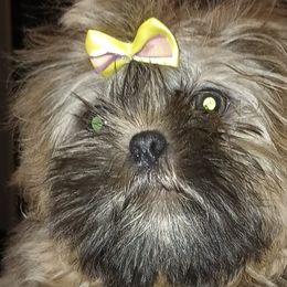Boy 3 - Shih Tzu puppy in Birmingham, Alabama from K&D kennels