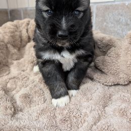 Boy 3 - Black and white Siberian Husky puppy in Calhoun County, Alabama from Southern Spirit Howlin' Huskies