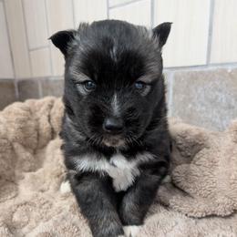 Boy 3 - Black and white Siberian Husky puppy in Calhoun County, Alabama from Southern Spirit Howlin' Huskies