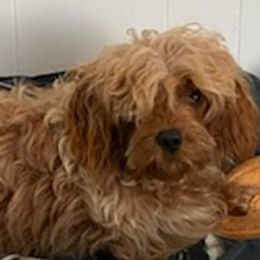 Cavapoos from Door County Cavapoos