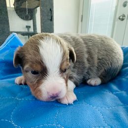 Dexter - Blue merle male Miniature Australian Shepherd puppy in Norco, California from Joyfulpuppies