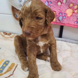 Purple Collar - Red  male Poodle puppy in Colorado Springs, Colorado from Silly's Standard Poodles