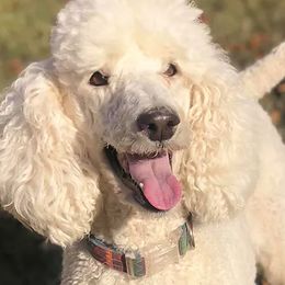 Goldendoodles from SunnyCreek Doodles