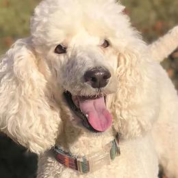 Goldendoodles from SunnyCreek Doodles