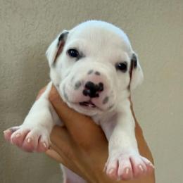 Freckles - White and black male Dalmatian puppy in Mesa, Arizona from Lauren's Dalmatians