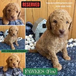 FAWKES - Green Collar Boy - Apricot male Poodle puppy in Charlo, Montana from Heavenly Hilltop Farm