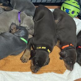 Dachshund and Doberman Pinscher Puppies from Cornerstone Dobermans