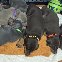 Dachshund and Doberman Pinscher Puppies from Cornerstone Dobermans