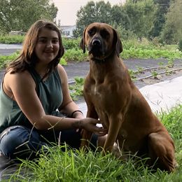 Rhodesian Ridgebacks from Ridgeback Farm