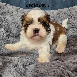 Lydia Boy 1 - Red and white male Shih Tzu puppy in Oakville, Washington from Garrard Creek Shih Tzus