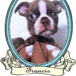 Baby Francis - Red male Boston Terrier puppy in Kingsport, Tennessee from Sleepwalker Bostons