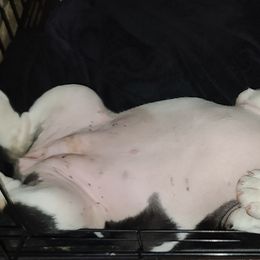 Bulldog Puppies from Pappy's Bullies