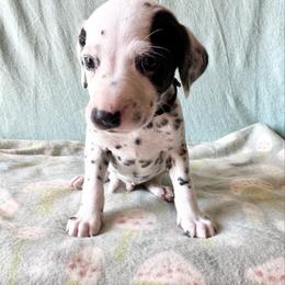 Yeti - White and black male Dalmatian puppy in Travelers Rest, South Carolina from Cotton Top