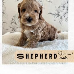 Shepherd - Apricot male Australian Labradoodle puppy in Mendon, Massachusetts from New England Labradoodles