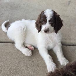 Domino -brown collar - Brown and white male Bernedoodle puppy in Aurora, Colorado from Simply Amazing Doodles