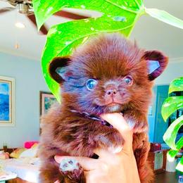Ruby 9800 - Chocolate and white male Chihuahua puppy in Santa Rosa Beach, Florida from Eva's Chihuahua