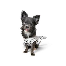 AKC Blue Girl xxs - Blue female Chihuahua puppy in Brooklyn, New York from Nadezhda's Chihuahuas
