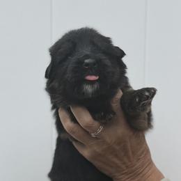 Maveric - Black and red male German Shepherd puppy in Buena, New Jersey from Beauty and the Beast