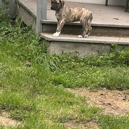 Great Dane Puppies from K&A Danes