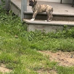 Great Dane Puppies from K&A Danes