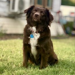 Peppermint - Australian Shepherd