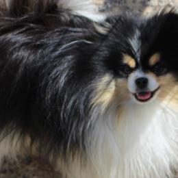 Paris - Pomeranian