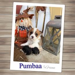 Pumbaa - White and red male Pembroke Welsh Corgi puppy in Athens, Alabama from Southern Sass Corgis