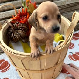 Oliver - Cream male Dachshund puppy in Nashville, Georgia from Riverside Dachshund