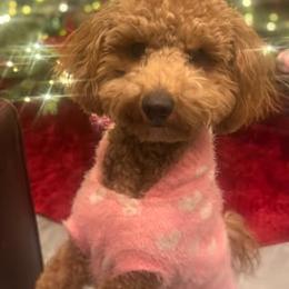 Cavapoo and Poodle All Grown Up from Sleeping Bear Kennels
