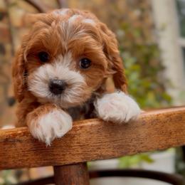 Goldie - Apricot female Cavapoo puppy in Arlington, Texas from Van Haselen Poodles and Doodles