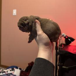 Girl 3 - Chocolate tri-color female Bulldog puppy in Bonney Lake, Washington from Sitka spruce bulldogs
