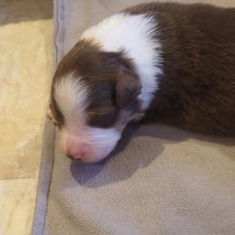 Whiskey - Red tri-color male Australian Shepherd puppy in Cape Girardeau, Missouri from Promise Keeper Kennel