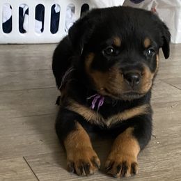 Gwen Stefani-Purple girl - Black and tan Rottweiler puppy in Chesapeake, Virginia from Von Haus Wilkerson Rottweilers