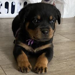Gwen Stefani-Purple girl - Black and tan Rottweiler puppy in Chesapeake, Virginia from Von Haus Wilkerson Rottweilers
