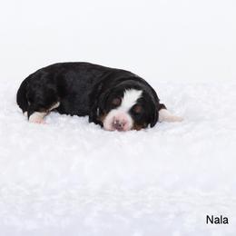 Bernedoodle Puppies from Bernedoodle Bliss