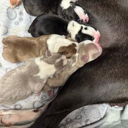 Boston Terrier puppies from Little Mister and Little Miss Boston Terriers