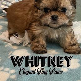 Chinese Crested and Mi-Ki Puppies from Neonate puppy care for breeders