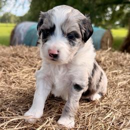 Pink collar toy - Blue merle female Aussiedoodle puppy in 32046, Florida from River Hill Ranch