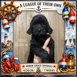 Harbor - Black female Goldendoodle puppy in North Conway, New Hampshire from Arbor Grace Doodles