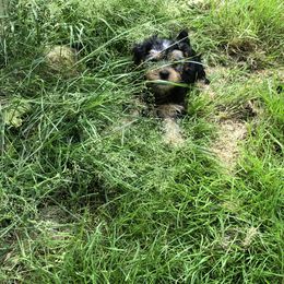 Yorkshire Terrier Puppies from Hilly Acres Farm