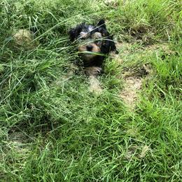 Yorkshire Terrier Puppies from Hilly Acres Farm