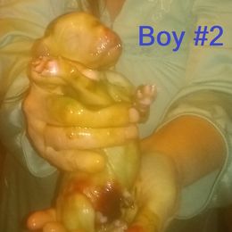 Poodle Puppies from Marilyn's Standard Poodles