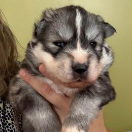 Stone - Gray and white male Siberian Husky puppy in Florence, Kentucky from Moonlight Howl Huskies