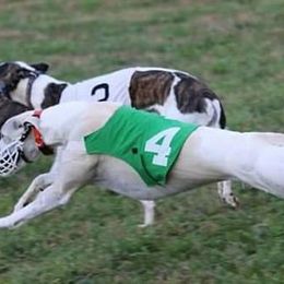 Whippet All Grown Up from Skyline Whippets