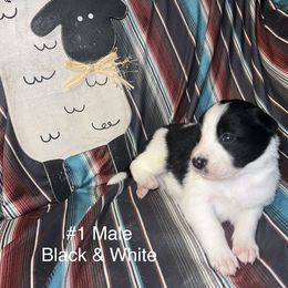 Boy 1 - Vince - Tri-color male Border Collie puppy in Liverpool, Pennsylvania from Breezy Acres Stock & Sporting Dogs