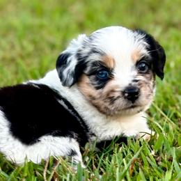 Lilly - Blue merle female Toy Australian Shepherd puppy in Smithville, Arkansas from Cooper Creek Aussies